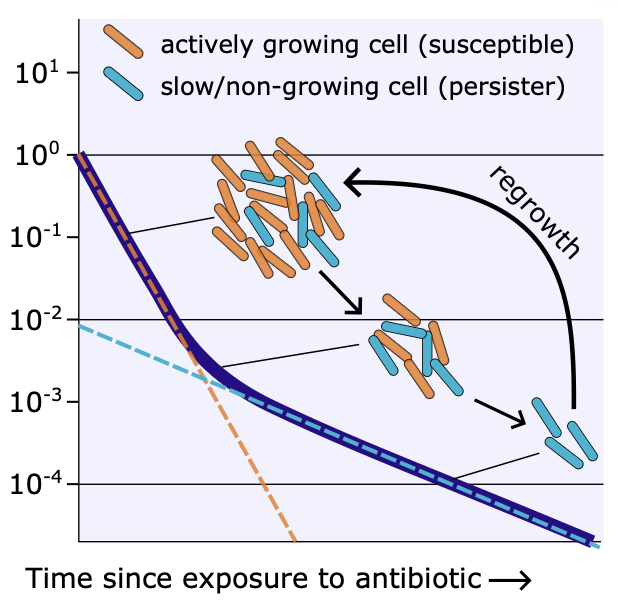 Antimicrobial persistence
