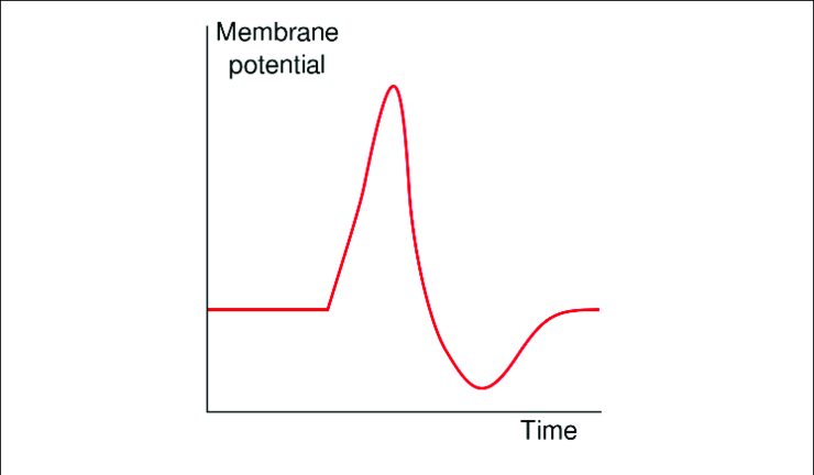 Electrophysiology of marine algae