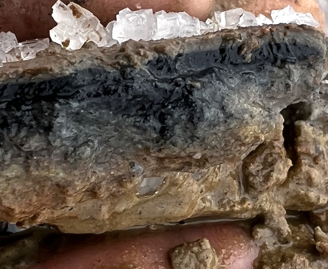 Complex microbial communities